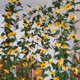 thumbnail image 1 of unbranded 1Ud Planta Artificial De Girasol En Tela Con Rattan Simulado Para Duradera Y, 1 of 8