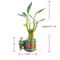 thumbnail image 2 of 6-Stalk of 4" Small Lucky Bamboo Live Indoor Plant with Ceramic Vase, Live Indoor Lucky Bamboo for Home, Office and Gift, 2 of 8