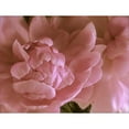 thumbnail image 3 of Burkhart, Monika 24x19 Black Modern Framed Museum Art Print Titled - Soft Peonies II, 3 of 5