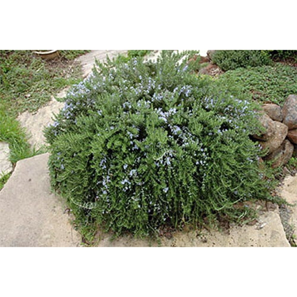 Huntington Carpet Rosemary Plant Inside or Out Live Plant 3" Pot
