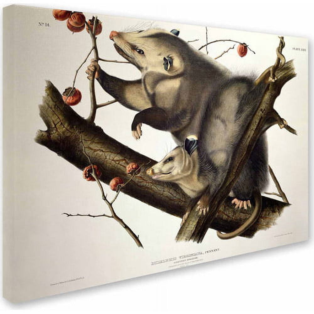 Trademark Fine Art "Virginian Opossum" Canvas Art by John James Audubon