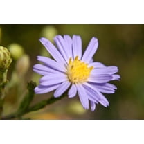 Sky Blue Aster azureus Meadow Wildflowers Premium Seeds for Planting