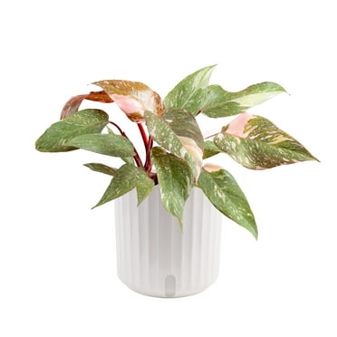 Costa Farms Live Indoor Multi-color Pink Princess Philodendron plant in self-watering 6in pot