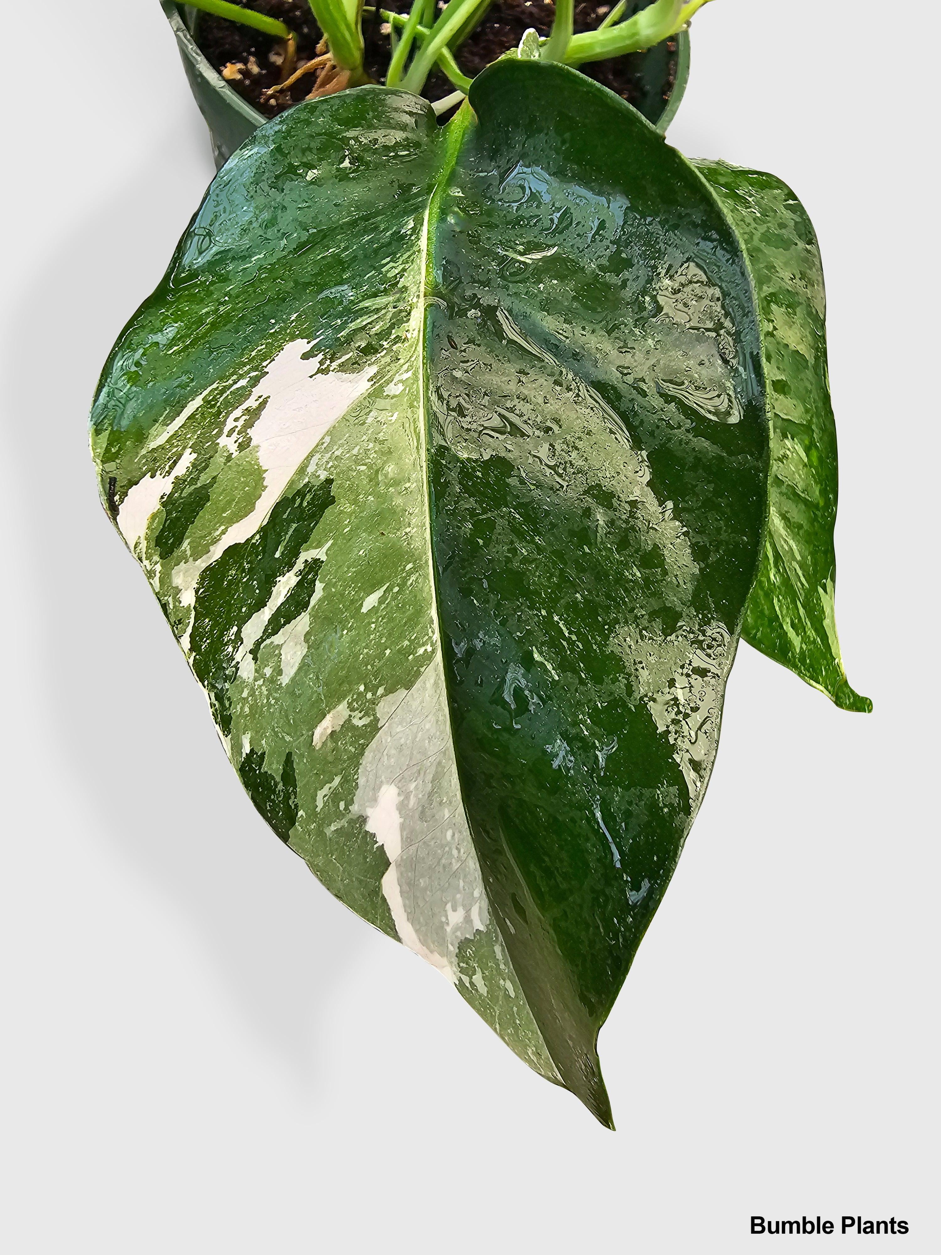 Epipremnum Pinnatum Albo Variegata Cebu Blue - Live Air-Purifying Indoor Plant in Nursery Pot – Easy Care, Low Maintenance Houseplant for Home & Office Decor, Natural Air Cleaner, Best for Beginners
