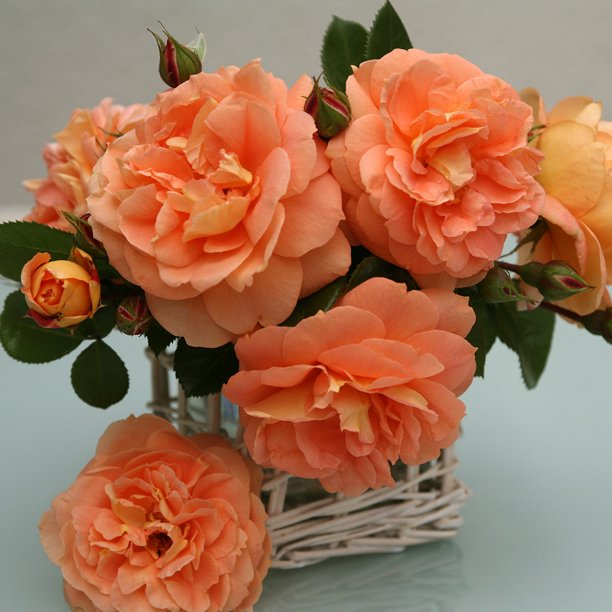 Heirloom Roses Tatin Rose Plant Orange Apricot Floribunda Rose