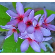 Dark Red Desert Rose Seeds - 4 Pcs Adenium Flower Perennial Seeds (Fresh, US Seller)