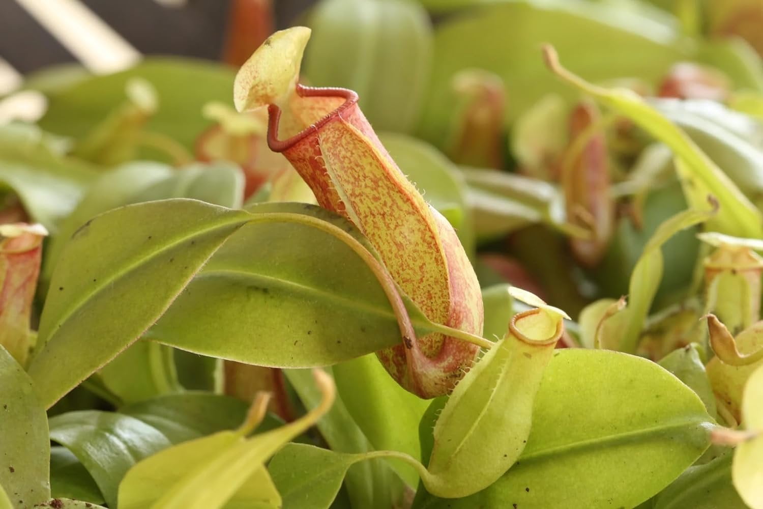 Carnivorous Pitcher Plant - Live Starter Plant in a 2 Inch Pot - Nepenthes St Gaya - Beautiful Easy Care Indoor Tropical Carnivorous Plants