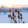 thumbnail image 2 of 75 FULLERS TEASEL Indian Teasel Dipsacus Sativus White Flower Herb Seeds, 2 of 10