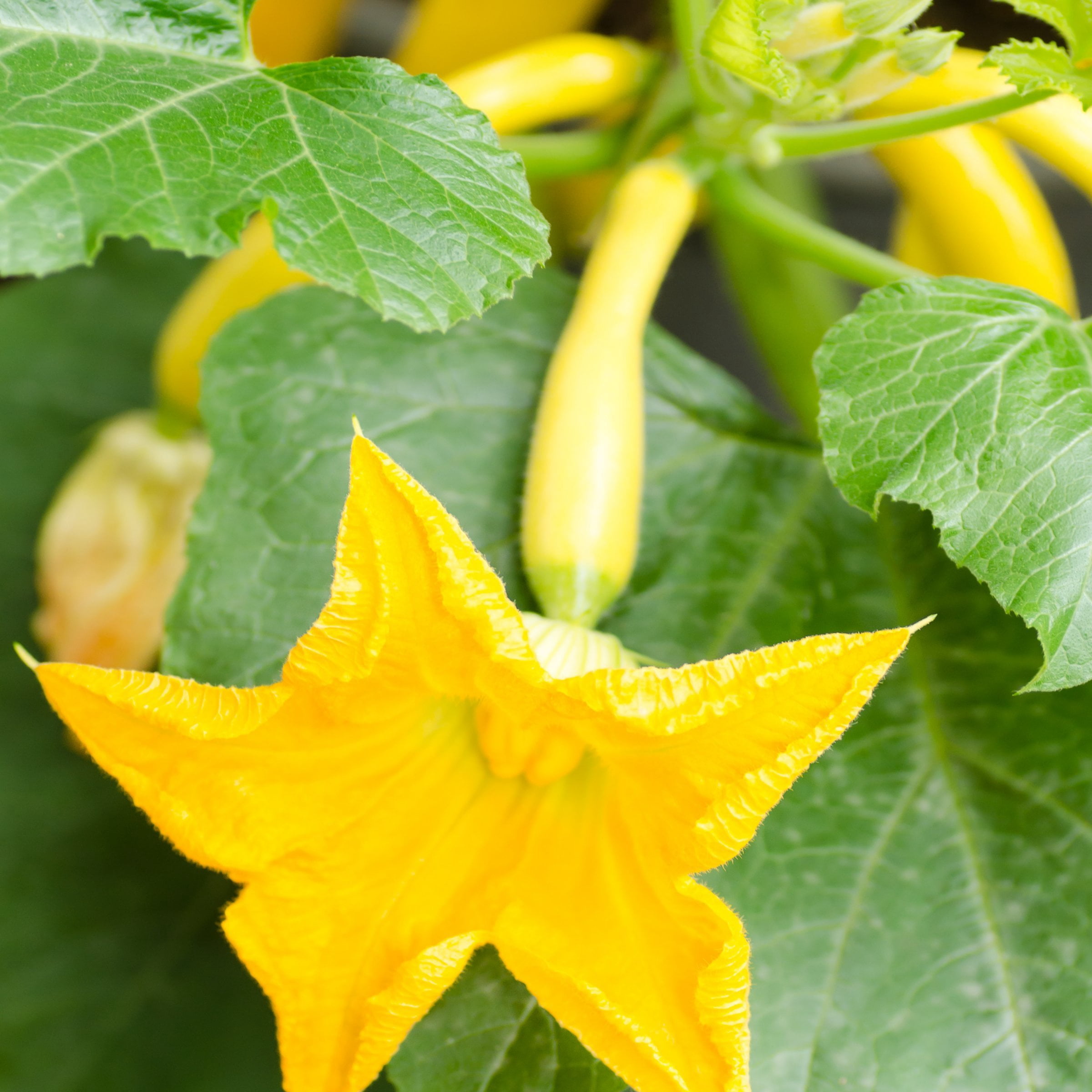 2.5 in. Live Vegetable Pic-N-Pic Yellow Squash Plant (3-Pack)