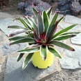 thumbnail image 4 of Altman Plants Neoregelia Rafael | Bromeliad Houseplant & Perennial | 4qt. Grow Pot; Indirect Light, 4 of 9