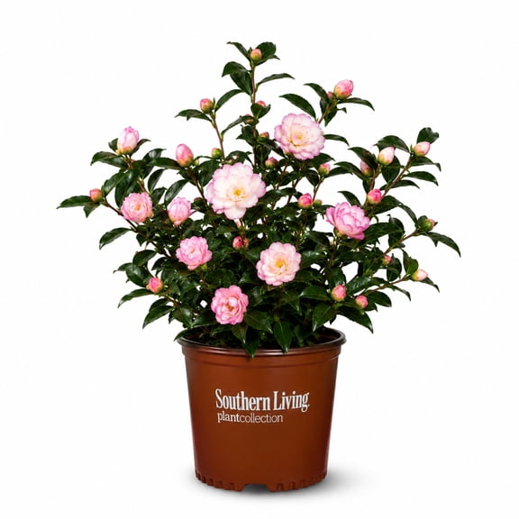 Southern Living October Magic Orchid Camellia Live Shrub in 2-Gallon Grower Pot