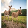 thumbnail image 3 of Donkey Duvet Cover Set Queen Size, Two Cute Donkeys Standing on the Meadow in Dolomites Italy Mediterranean Countryside, Decorative 3 Piece Bedding Set with 2 Pillow Shams, Multicolor, by Ambesonne, 3 of 3