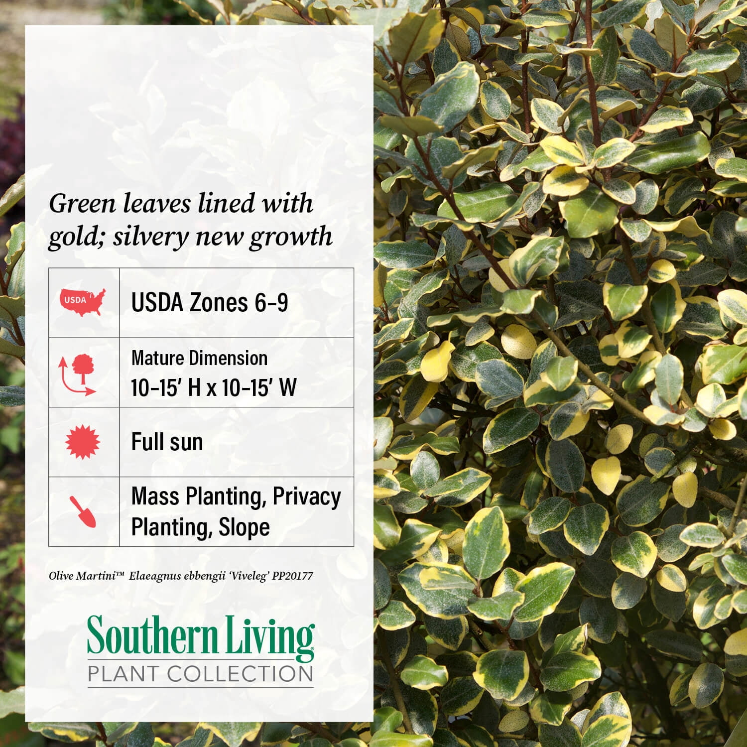 Southern Living Olive Martini Elaeagnus Live Shrub in 2-Gallon Grower Pot