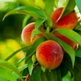 thumbnail image 2 of Brighter Blooms - Elberta Peach Tree, 6-7 ft. - No Shipping to AK, AL, AR, AZ, CA, CO, HI, ID, LA, MS, OR, WA, 2 of 5