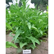 1000 Japan 8 Tobacco Seeds ~ Sweet Dark Nicotiana Tabacum ~ Compact Tobacco
