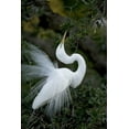 thumbnail image 2 of Zuckerman, Jim 23x32 White Modern Wood Framed Museum Art Print Titled - FL, St Augustine Great egret sky pointing, 2 of 4