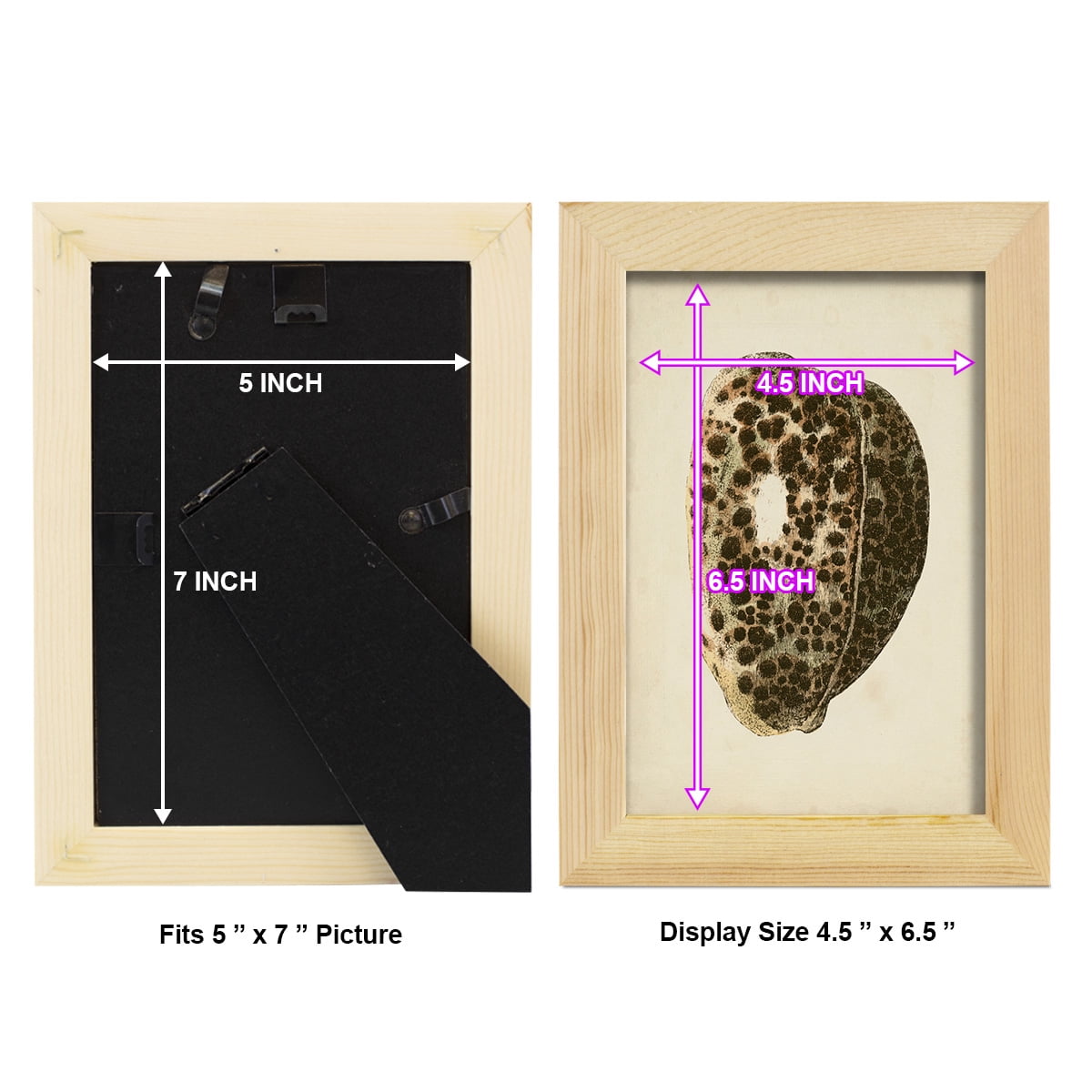 Sealife Collection III - Framed Print w/glass - Natural Wood