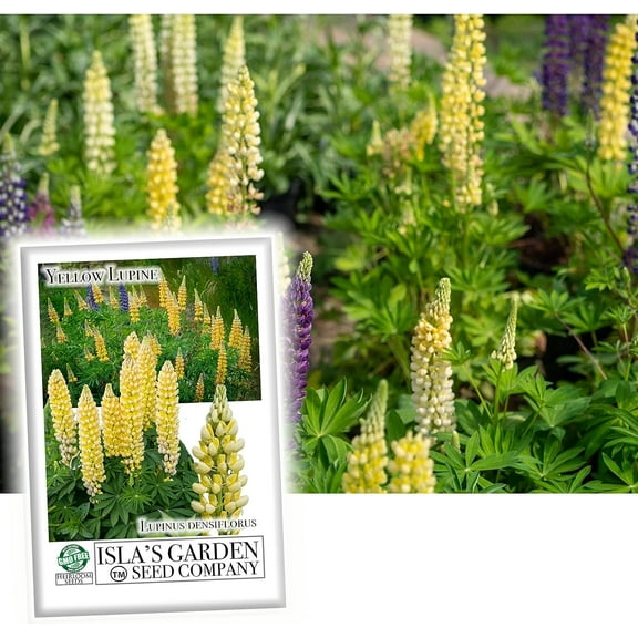 Yellow Russell Lupine Flower Seeds for Planting, 25  Seeds Per Packet, (Isla's Garden Seeds), Non GMO Seeds, Botanical Name: Lupinus arboreus, Great Home Garden Gift