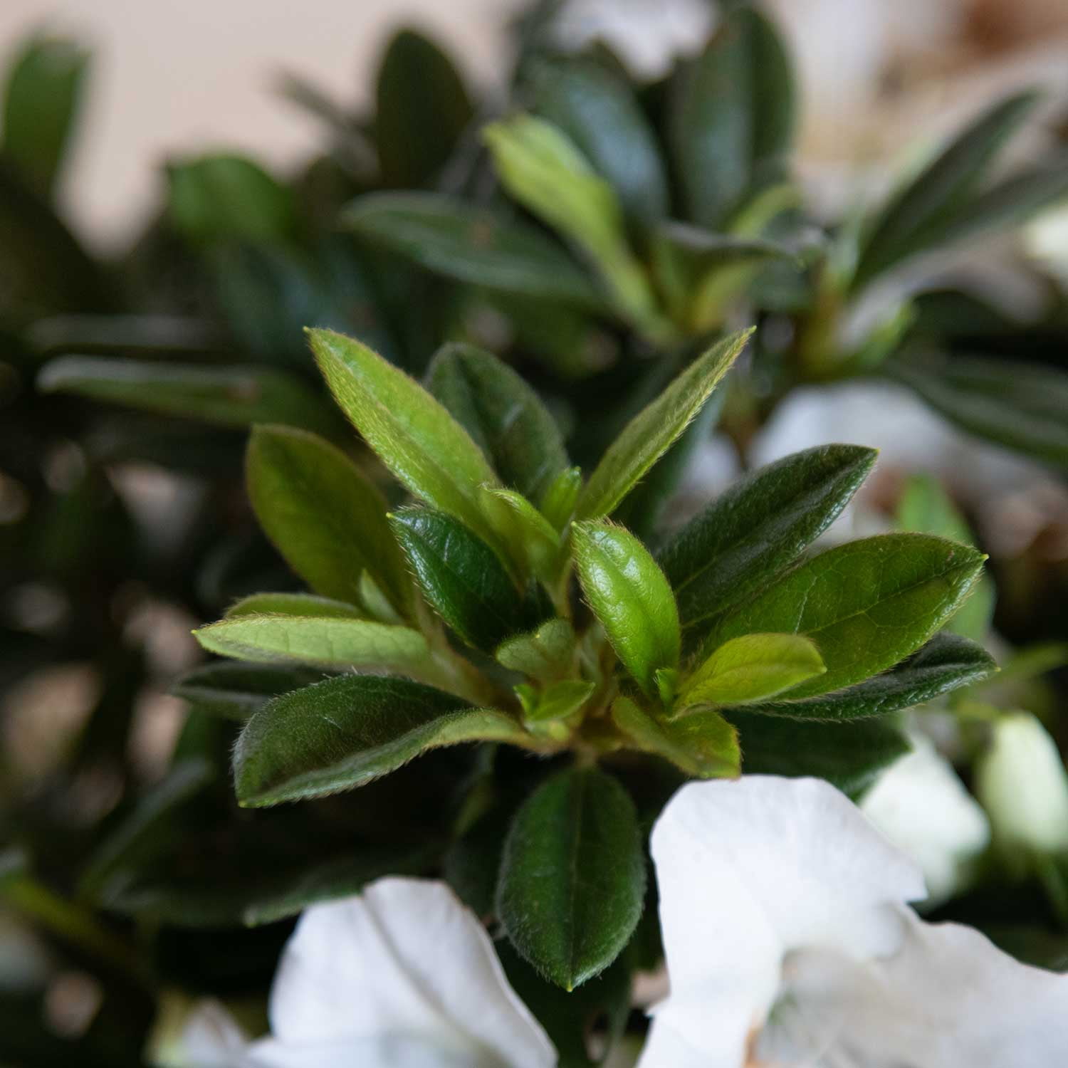 Encore Azalea Autumn Ivory Live Shrub in 2-Gallon Grower Pot