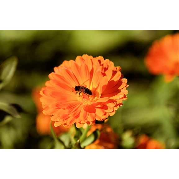 SEEDs = = 25 Calendula FLOWER Seeds- Geisha Girl -Orange Flower-  Great potted Annual- Perennial -Bedding Plant Serendipity Seeds