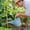 L, variant on Upgraded Watering Can Thickened Watering Can Long-spout Gardening Watering Can Large-capacity Household Watering Can For Plants And Vegetables Multi-purpose Watering Can M
