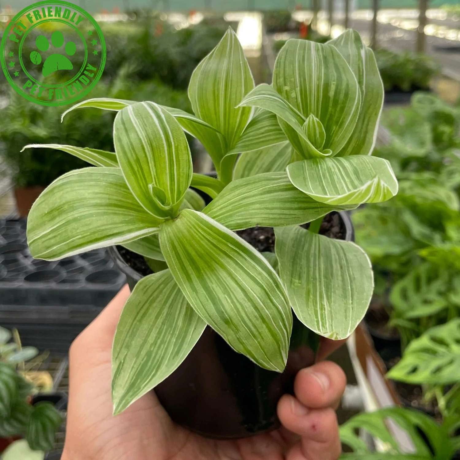 Tradescantia Sanna Live Plant for Indoor | Different Houseplants in 4'' & 6'' Pot | Real House Plant for Living Room, Office, Desk & Bathroom | Sanna Tradescantia