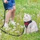 thumbnail image 4 of 5FT Soft Mesh Breathable Dog & Cat Harness & Leash - Escape-Proof & Comfortable for Small & Medium Pets!, 4 of 5