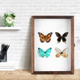 thumbnail image 4 of OULII Display Frame Shadow Box for Specimen Storage Wood Assorted Color Wall Mounted 1 Set, 4 of 6