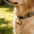 thumbnail image 1 of BESTYASH 100Ud Para Collar De Perro Con Cruzado Accesorio Vintage Y Cristalino, 1 of 8