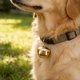 thumbnail image 4 of GAXIRE 100Ud Para Collar De Perro Con Cruzado Accesorio Vintage Y Cristalino, 4 of 8