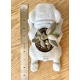 thumbnail image 6 of Doggy Planter  English Bulldog Planter Gift Idea, Bar Decor, Table Decor, Plant Gift Idea, Cute Succulent Planter, any canine/dog/English Bulldog and plant lover! Marbel, 6 of 9