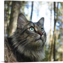ARTCANVAS Grey Norwegian Forest Cat Home decor Canvas Art Print - Size: 26" x 26" (0.75" Deep)