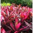 thumbnail image 4 of Hawaiian Red Ti Leaf Plant Cuttings  1 Pk  (2 per Pack) Sun, 4 of 6