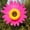 Color 10, variant on 1pcs Sunflower Windmill Outdoor Toys Outdoor Toys for Outdoor Lawn Decor Party Windmill Whirl Pinwheel Garden Pinwheel Garden Decor Yard Windmill Garden Windmill Cartoon