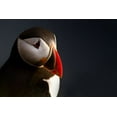 thumbnail image 2 of Ennedi 24x17 White Modern Wood Framed Museum Art Print Titled - Puffin Portrait, 2 of 4