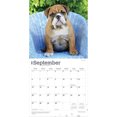 thumbnail image 3 of Bulldog Puppies | 2026 12x24" (Hanging) Wall Calendar | Plastic-Free | BrownTrout, 3 of 8