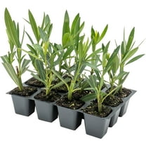 12 Nerium Red Oleander Shrubs | Deer-Resistant Evergreen | Stunning Red Blooms for Outdoor Landscaping
