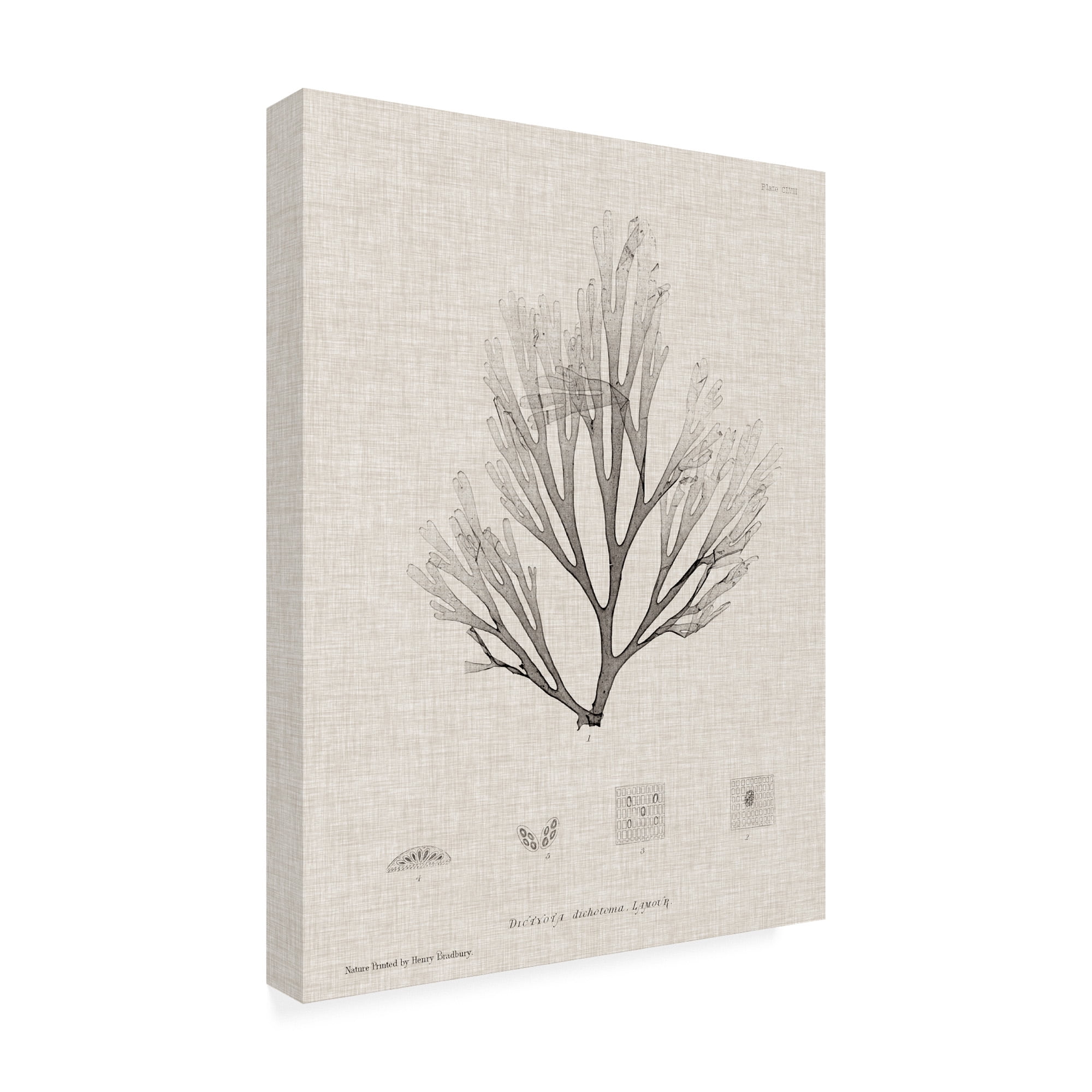 Trademark Fine Art 'Charcoal And Linen Seaweed III' Canvas Art by Henry Bradbury