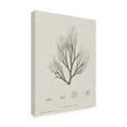 thumbnail image 2 of Trademark Fine Art 'Charcoal And Linen Seaweed III' Canvas Art by Henry Bradbury, 2 of 4