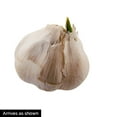 thumbnail image 2 of Gurney's Inchellium Red Softneck Garlic Bulb, Set of 1 Bulb, 2 of 2