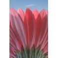 thumbnail image 2 of Jaynes Gallery 11x14 White Modern Wood Framed Museum Art Print Titled - USA-Washington State-Seabeck Underside close-up of a gerbera daisy, 2 of 4