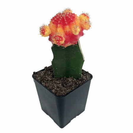 Yellow Red Grafted Live Moon Cactus Easy To Grow 2 5 Pot Yellow Red Grafted Live Moon Cactus Easy To Grow 2 5 Pot