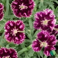 thumbnail image 3 of 1 Gallon Dianthus EverBloom™ 'Raspberry Jam', 3 of 8