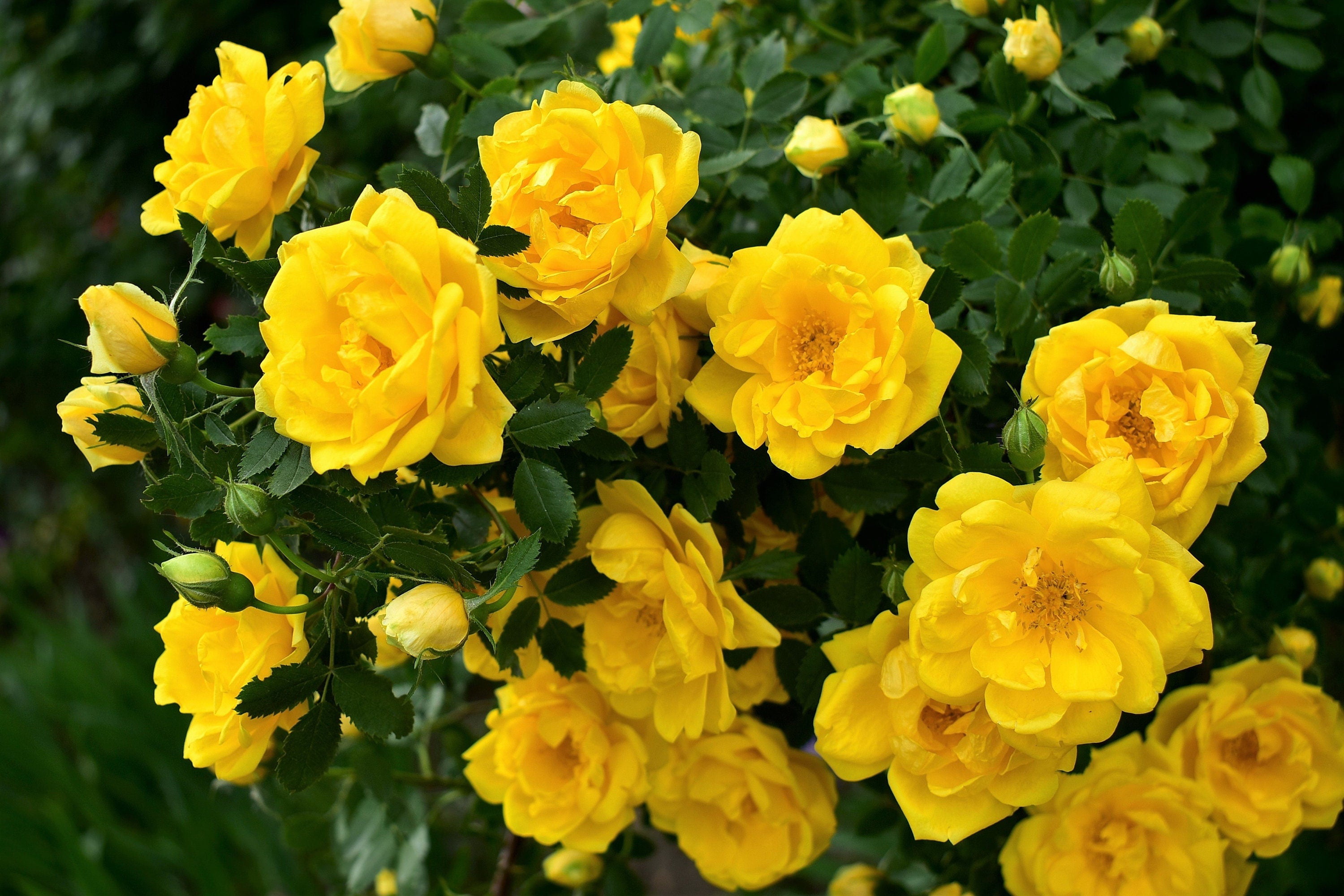 wild yellow rose bush