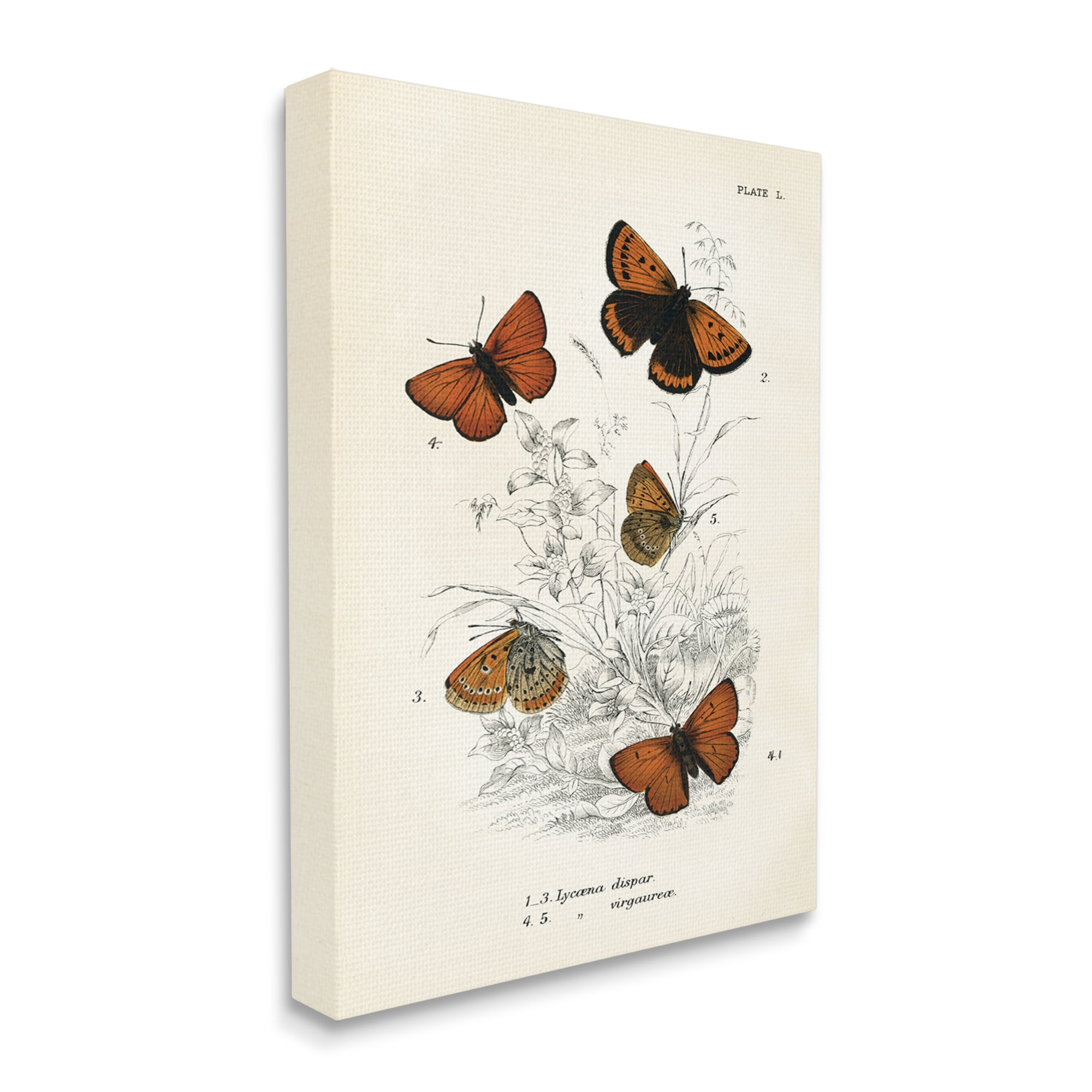 Stupell Industries Vintage Butterfly Specimens Animals & Insects Painting Gallery Wrapped Canvas Print Wall Art, 24 x 30