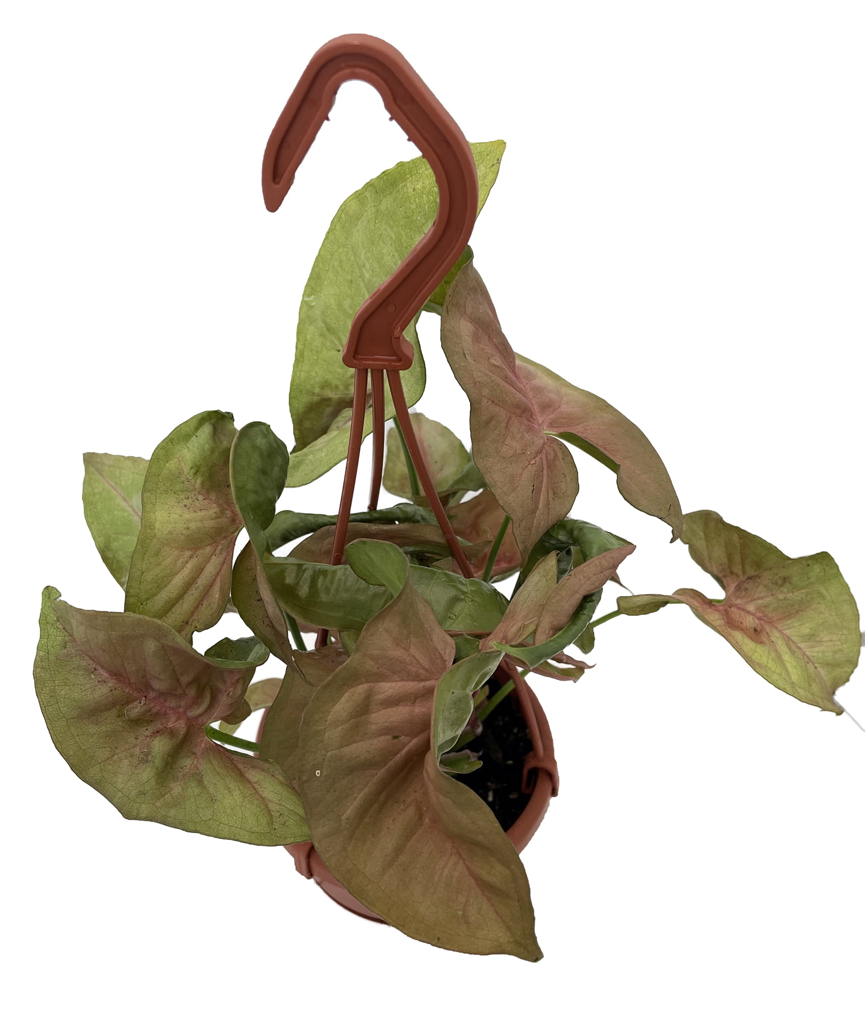 Regina Red Arrowhead Plant Syngonium/Nepthytis 4" Mini Hanging