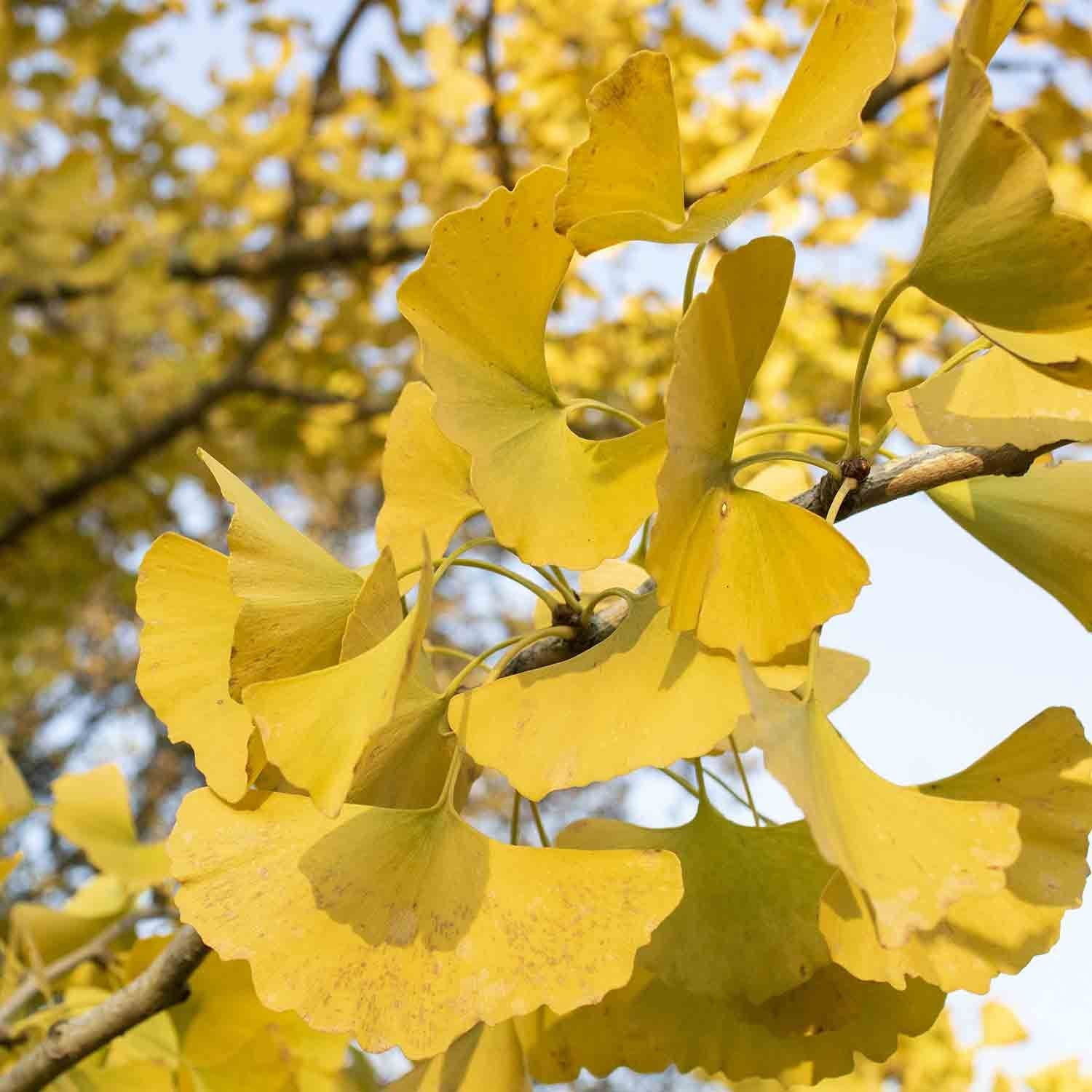 Expert Gardener 4-5' Ginkgo Autumn Gold in 2 gal. Grower Pot