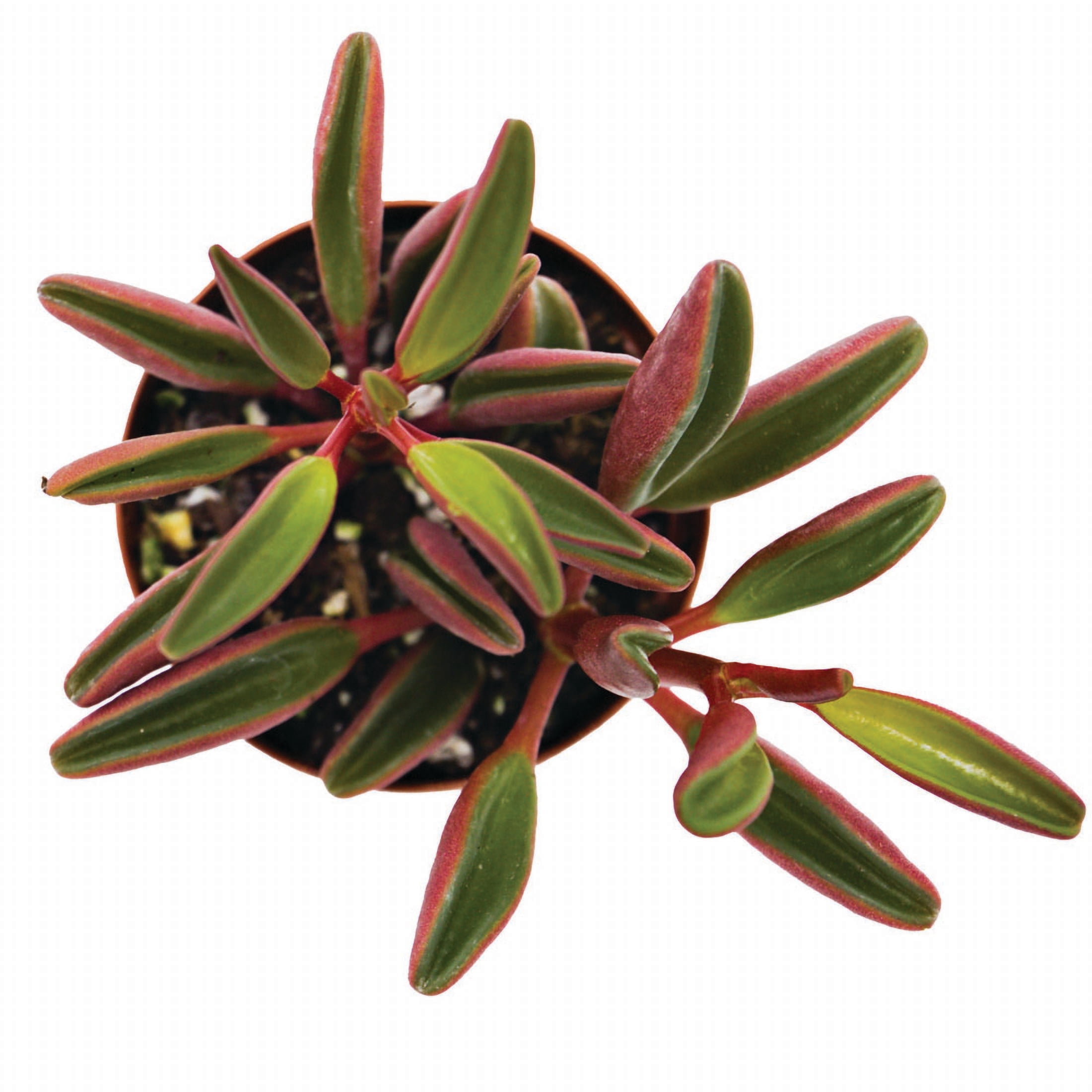 ReptiCulture Ruby Peperomia Tropical 2" Pot 3 pk