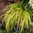 thumbnail image 3 of 1 Gal. Pot, All Gold Japanese Forest Hakonechloa Ornamental Grass Deciduous Perennial Plant - 1 plant per offer, 3 of 5