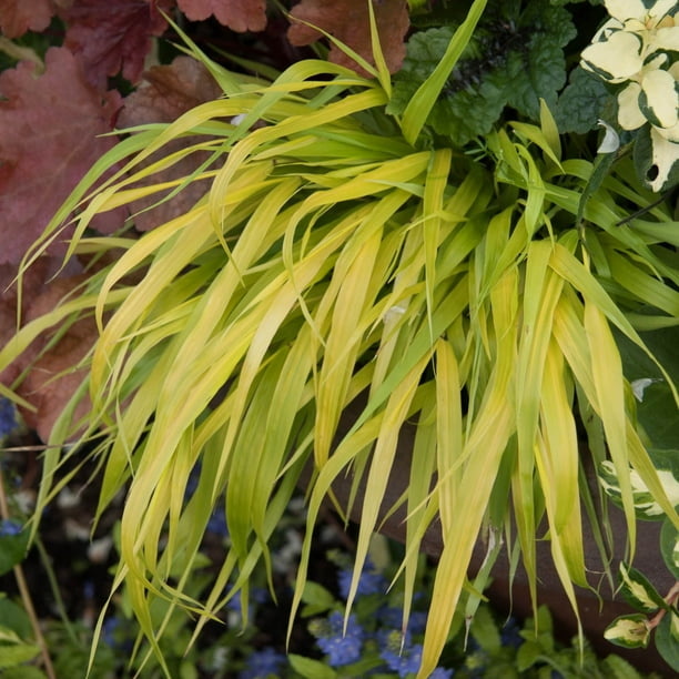 All Gold Japanese Forest Hakonechloa Ornamental Grass Dormant Bare Root